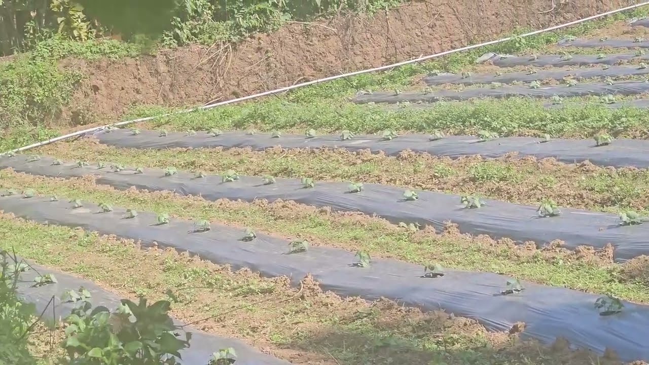ഒരു കൃഷി vlog || farming || shruthikvvlog 