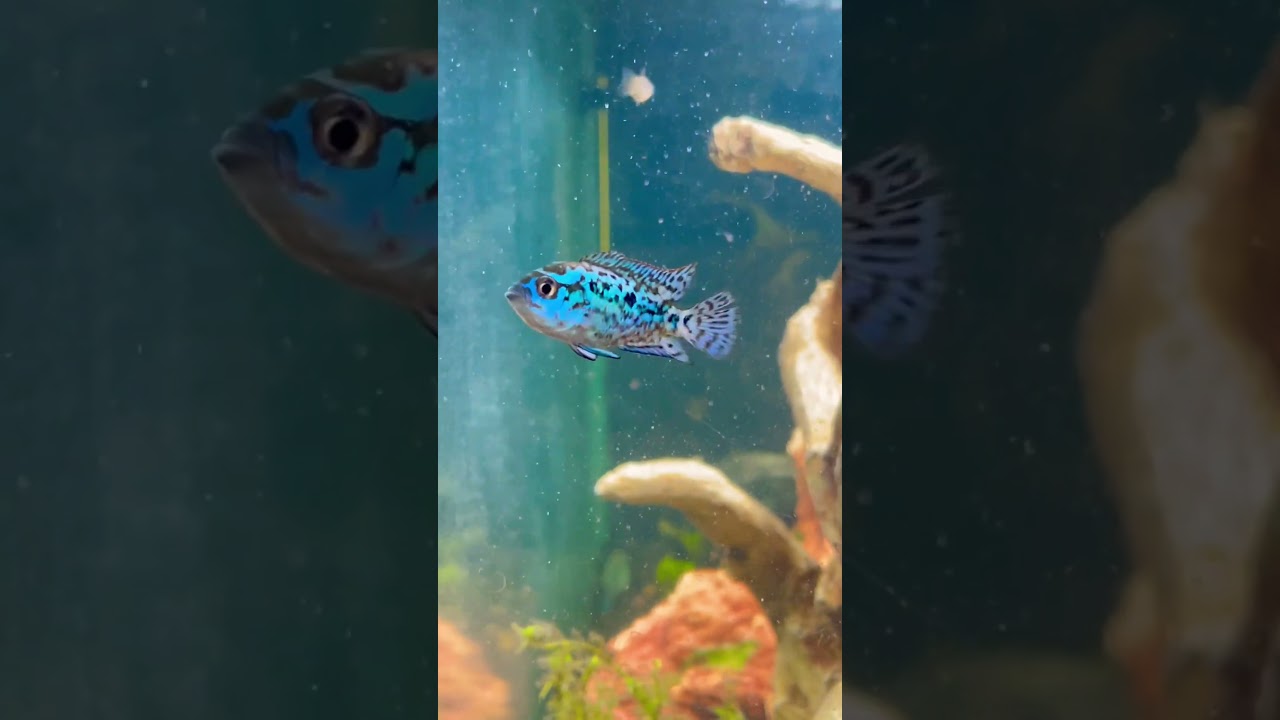 Electric blue Jack Dempsey cichlid