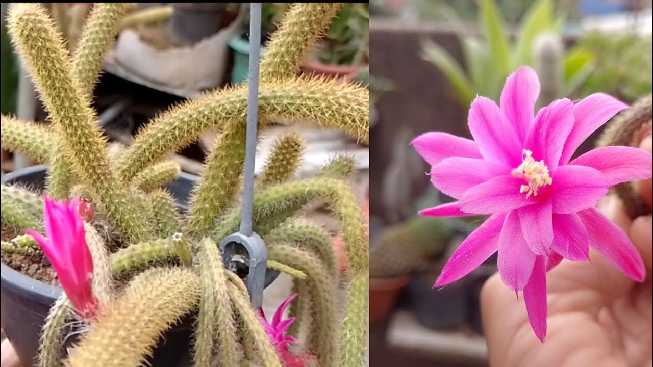 Floração do Cacto Rabo de rato. #cactosesuculentas #cactoraboderato #cactusflower #foryou #fyy