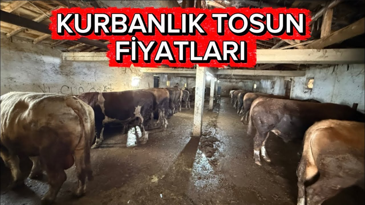 06 NİSAN KURBANLIK TOSUN FİYATLARI KIRIKKALE 
