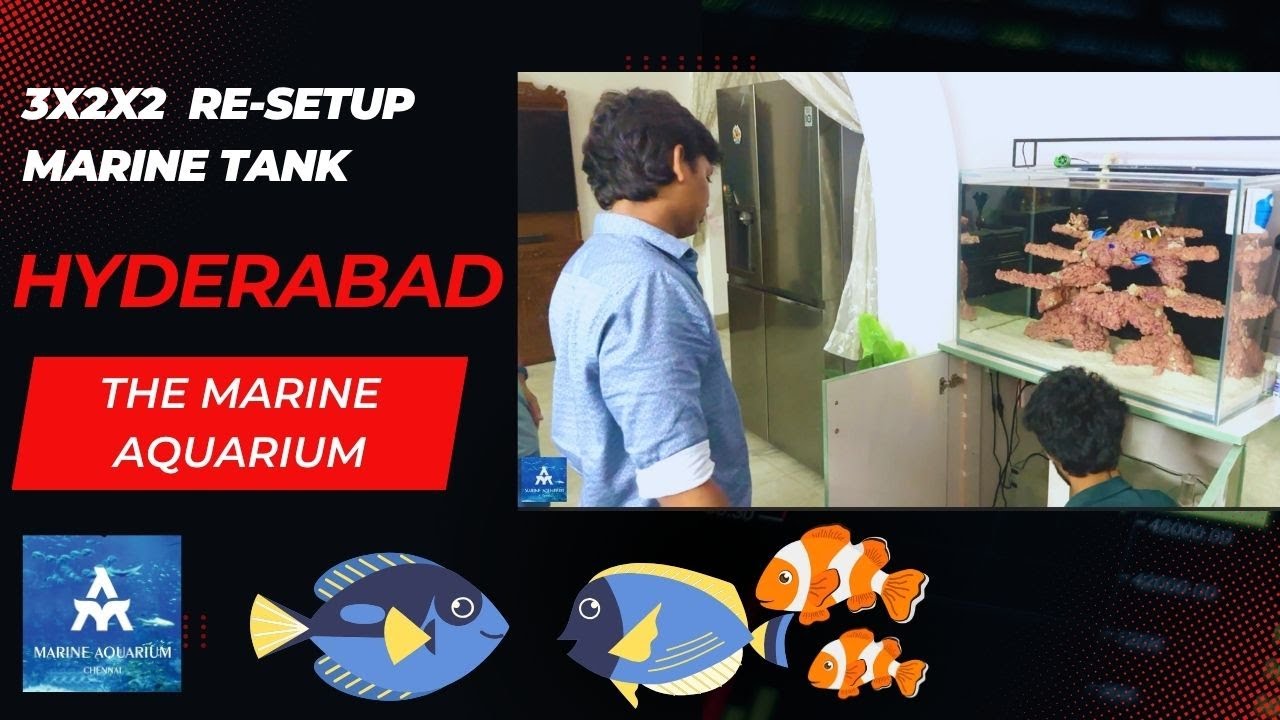 3x2x2ft re-setup Marine tank in Hyderabad by THE MARINE AQUARIUM Regal Tang/ Powder blue tang/ clown