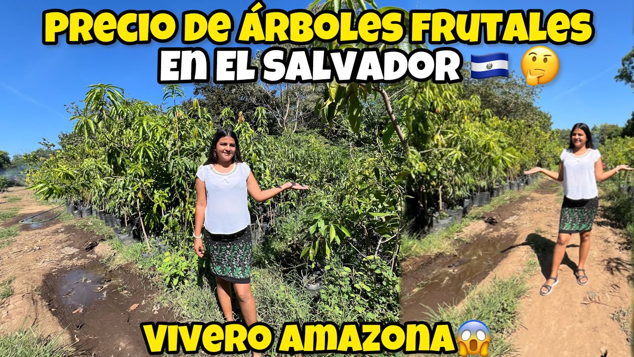 🚨PRECIOS DE ÁRBOLES FRUTALES EN VIVERO AMAZONA USULUTAN EL SALVADOR😱🇸🇻