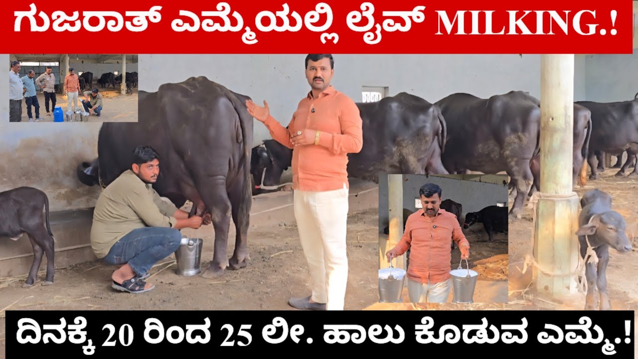 ಗುಜರಾತ್ ನಲ್ಲಿ ಲೈವ್ MILKING.! ದಿನಕ್ಕೆ 20 ರಿಂದ 25 ಲೀ. ಹಾಲು ಕೊಡುವ ಎಮ್ಮೆ.!