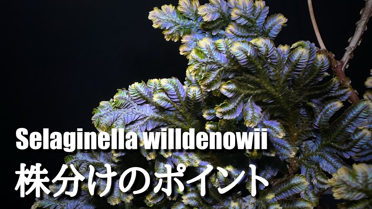 Selaginella willdenowii 成功する株分けを解説！！