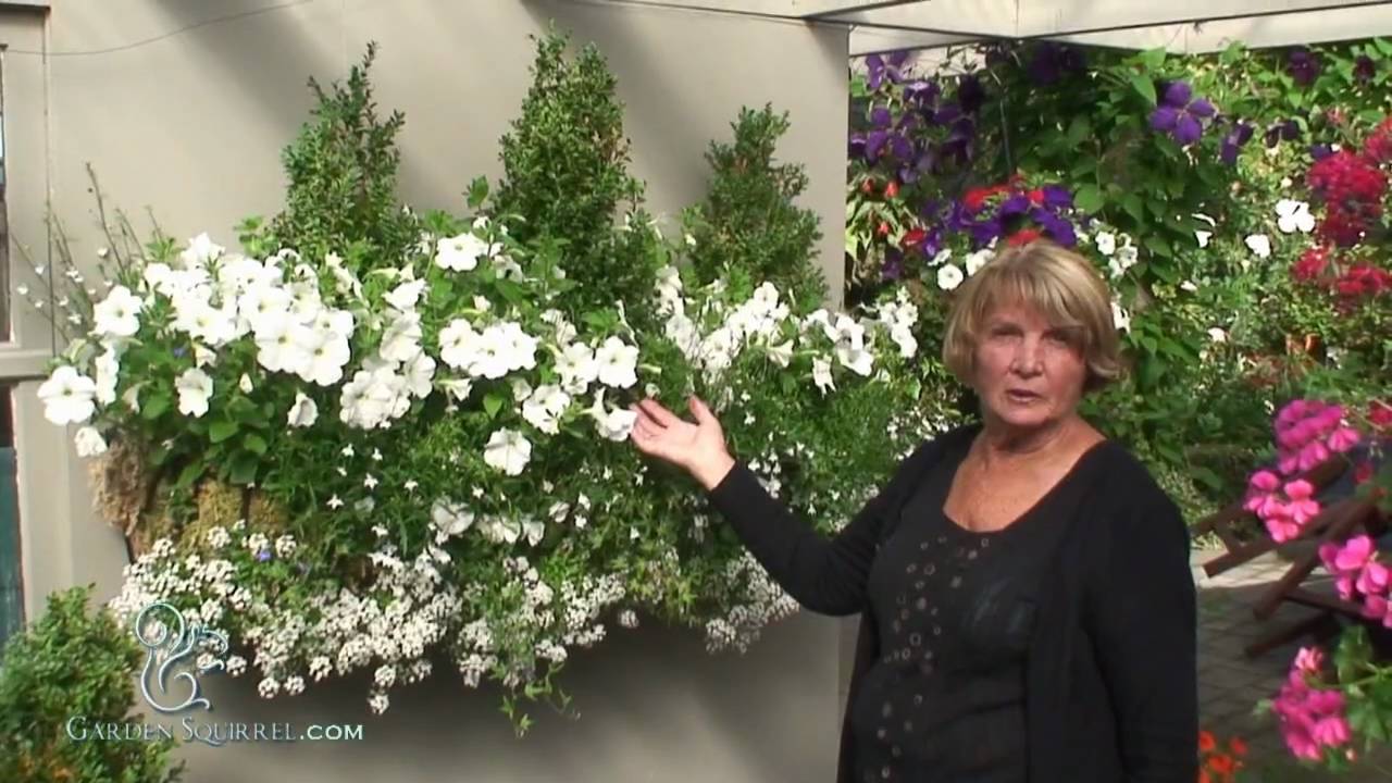 Window Boxes - Introduction