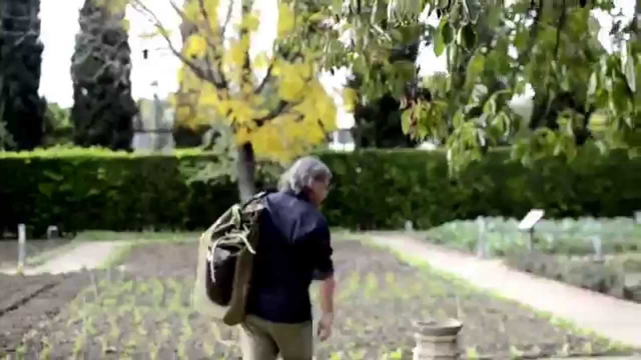 R&oacute;żne rodzaje kaki