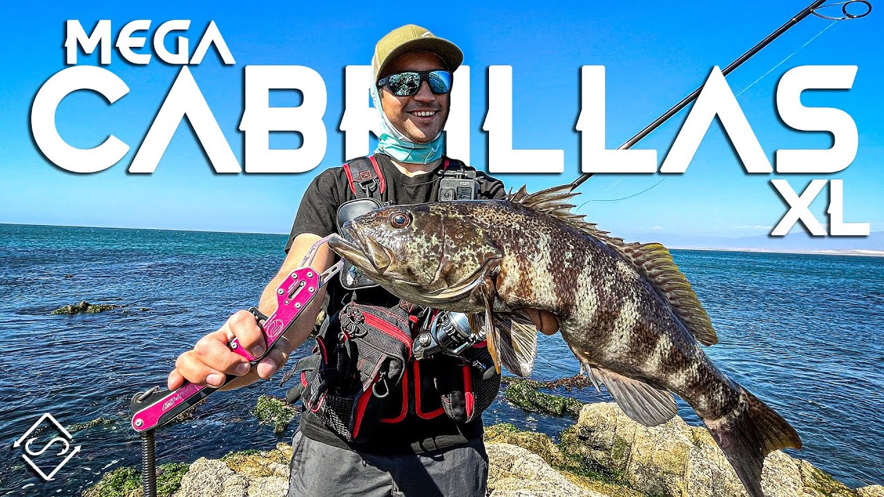 Mega CABRILLAS XL - Peleas imparables 🔥