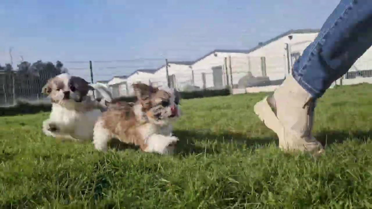 Shih-tzu pupsenzo.be 🥰