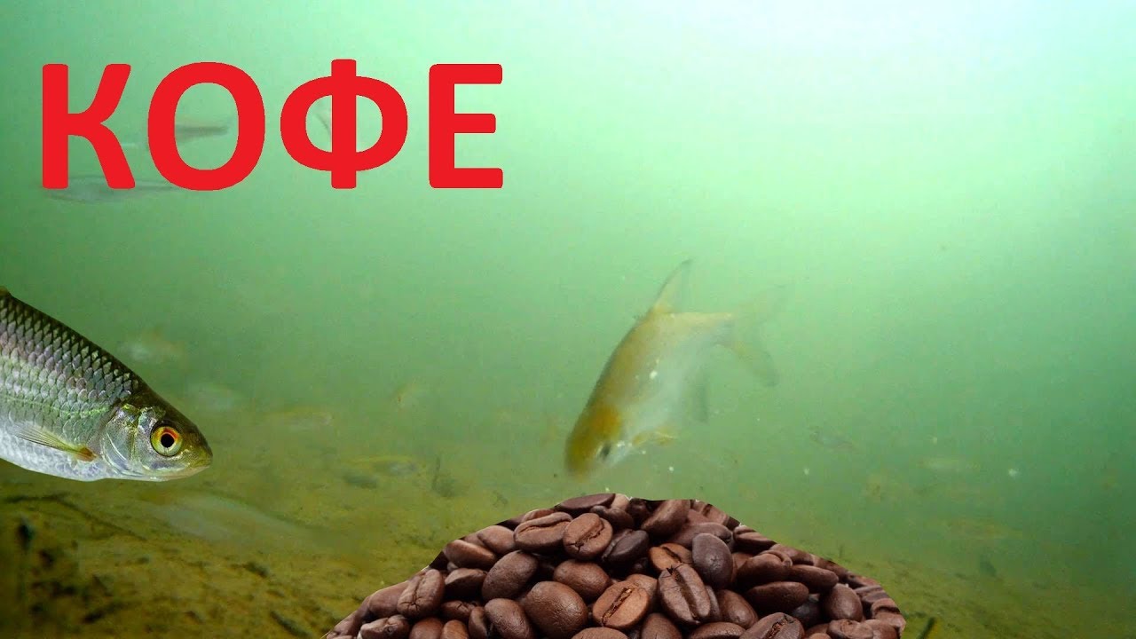 Реакция рыбы на КОФЕ! Вот это открытие! Подводная съемка