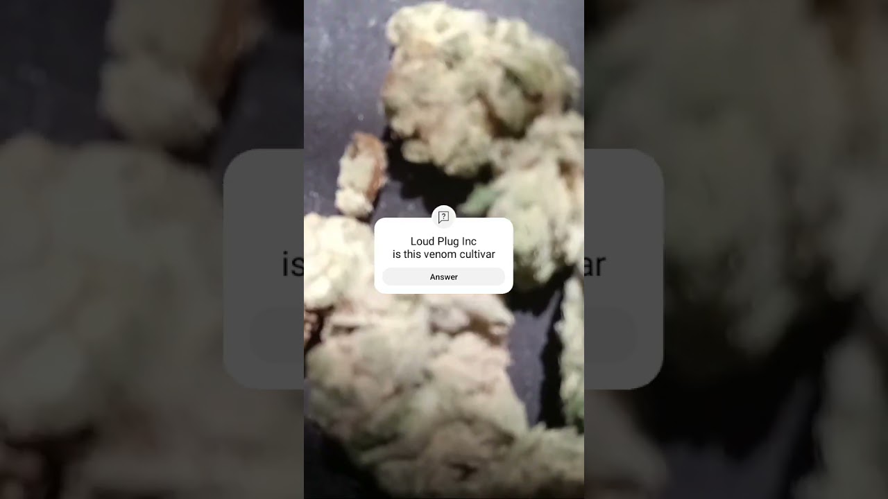cHong Cannabis Review The Loud Plug Venom OG  as poor packaging mould wrong cultivar  April 2024
