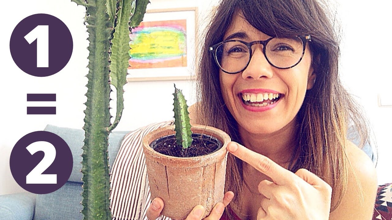 Размножение африканского молочного дерева | Размножение Euphorbia trigona в почве