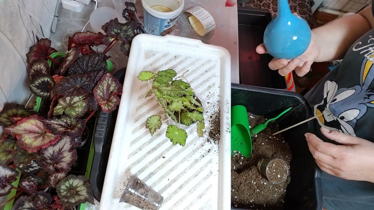 ПЕРЕСАДКА БЕГОНИЙ .9 октября 2025 г.