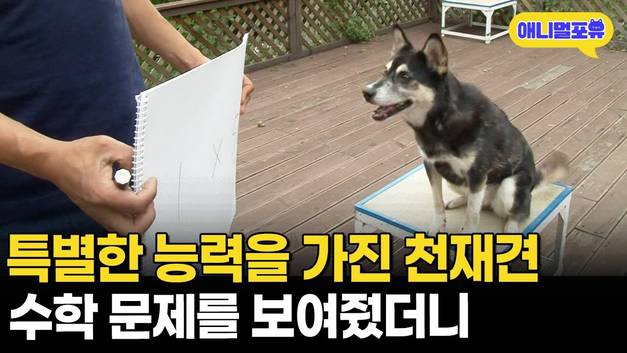 단체 줄넘기부터 수학 공부까지 하는 역대급 천재견들!ㅣKBS 생생정보통 120920 방송