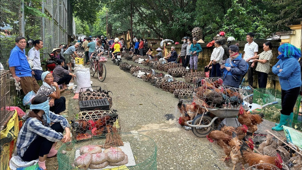 CHỢ PHIÊN HẤP DẪN NHẤT TỈNH LÀO CAI BÁN TOÀN ĐỒ LẠ - ĐỒ RỪNG, DƯỢC LIỆU ĐỘC LẠ BÀY BÁN LA LIỆT