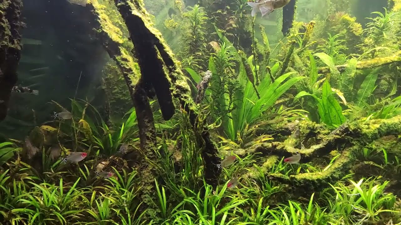 Low-Tech Akwarium 900l moja Ameryka południowa - 25 grudnia 2022