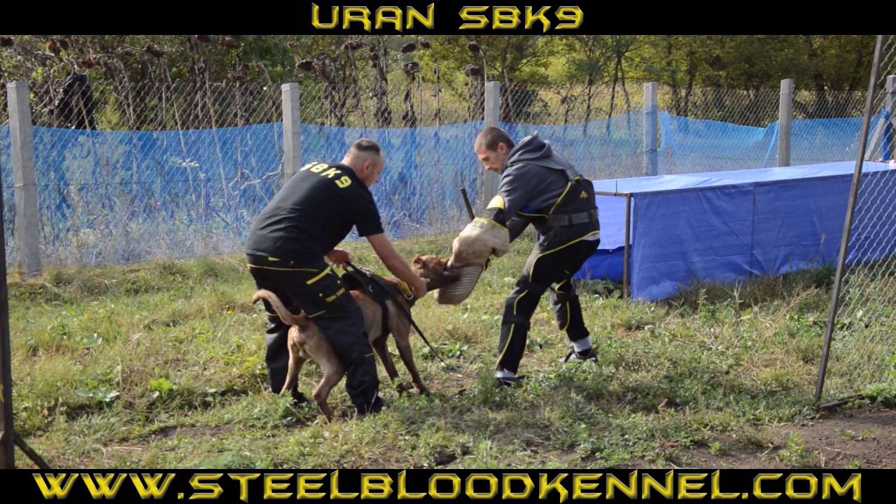 Trainingday Steelblood Bandog Kennels SBK9 Full HD