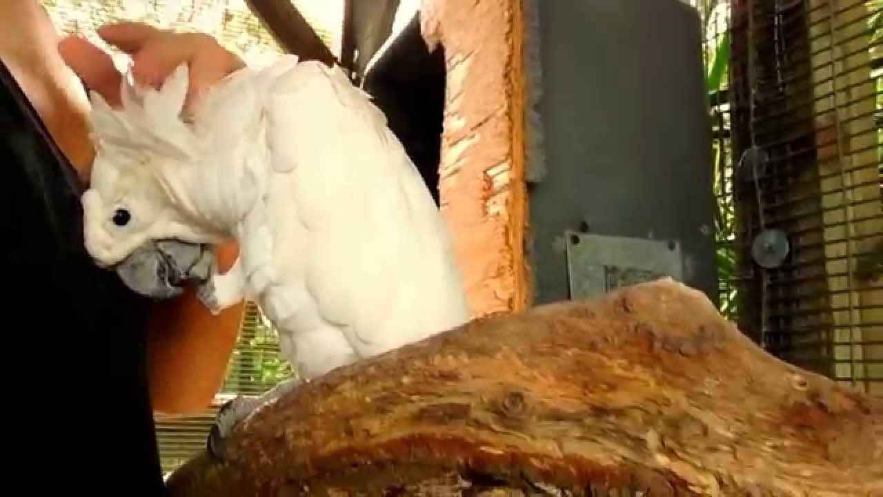 Rainy Day With Some Cockatoo Parrots - Bird Gardens of Naples