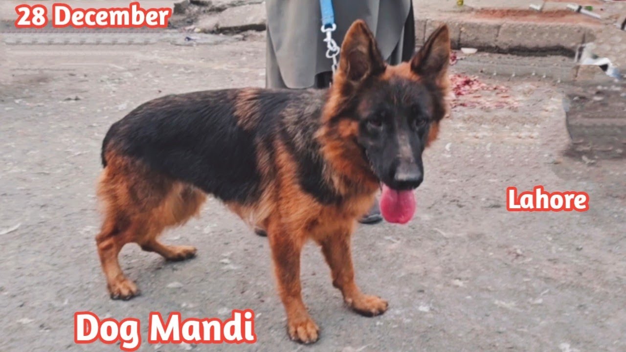 Dog Ki Mandi Lahore | Sunday Tollinton Market Lahore | Sasty Dogs Ka Itwar Bazar Lahore 