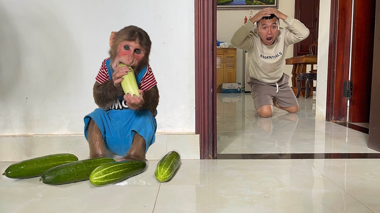 OMG! Monkey Cubis Can&rsquo;t Resist Dad&rsquo;s Cucumber 😍