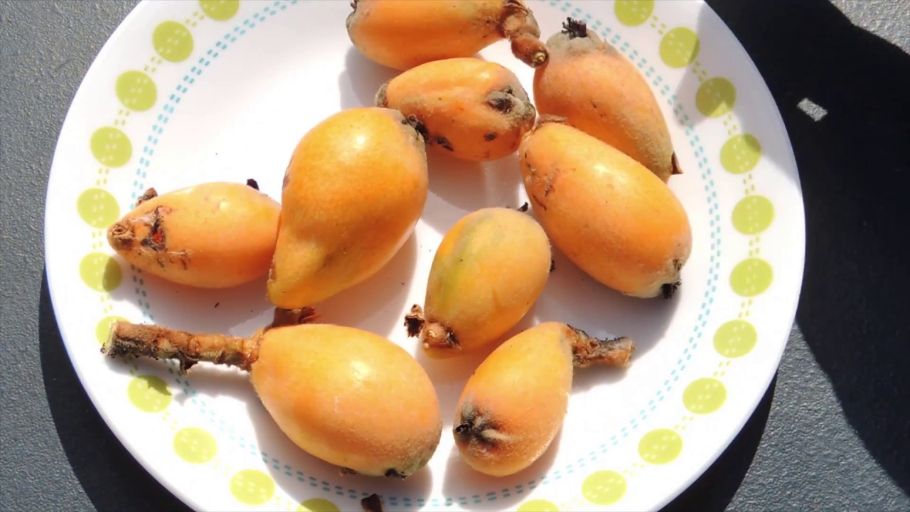 Loquat. Мушмула.
