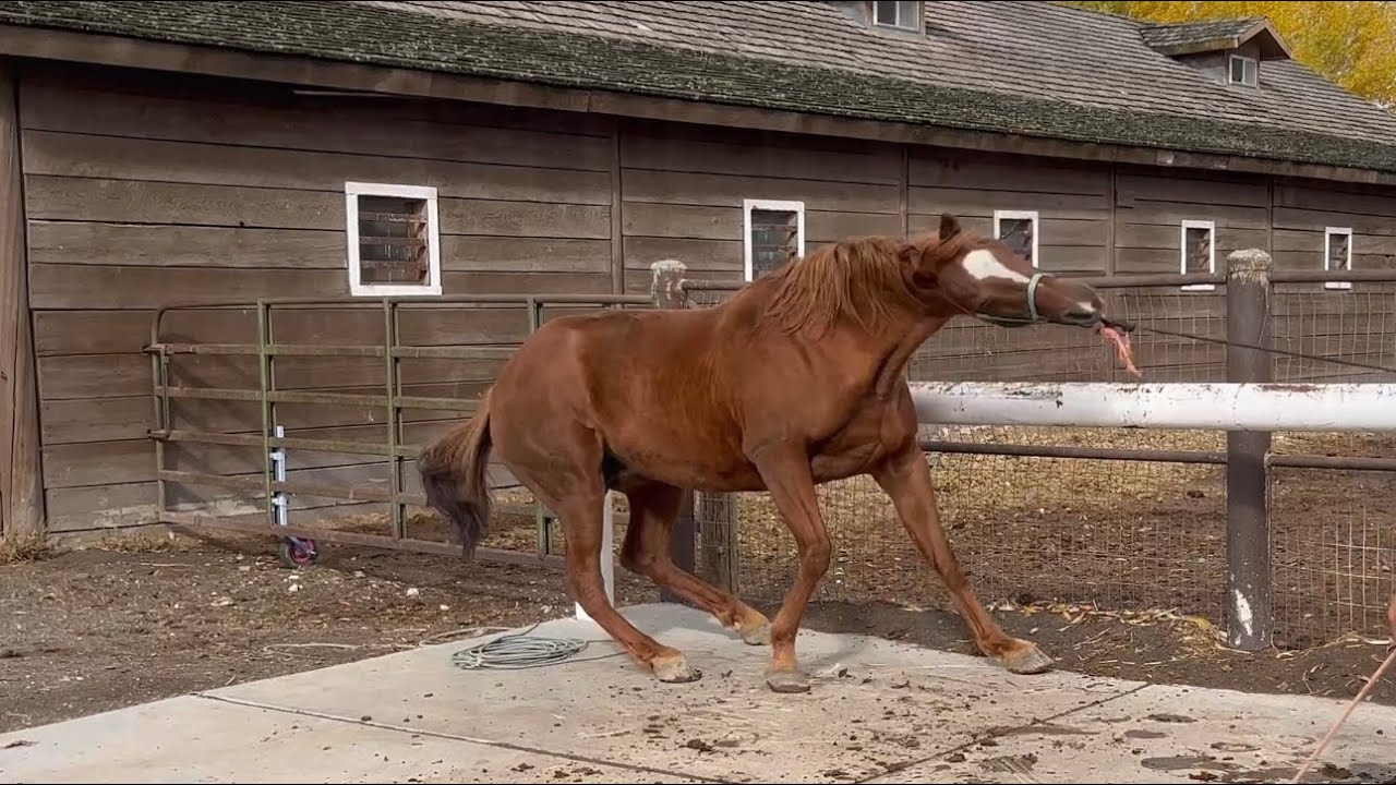 TERRIFIED Mare Gains Confidence with FARRIER