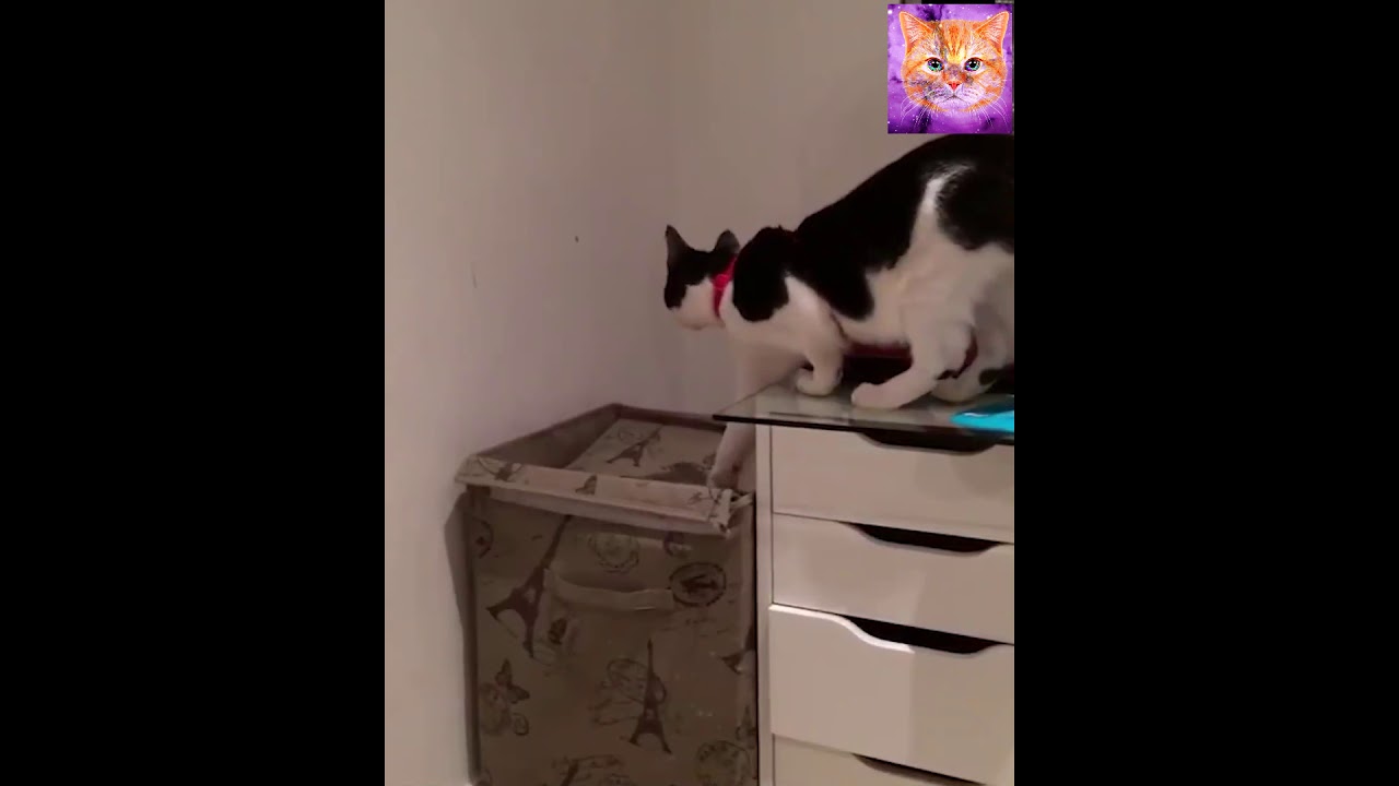 Why Cats Have Nine Lives Compilation