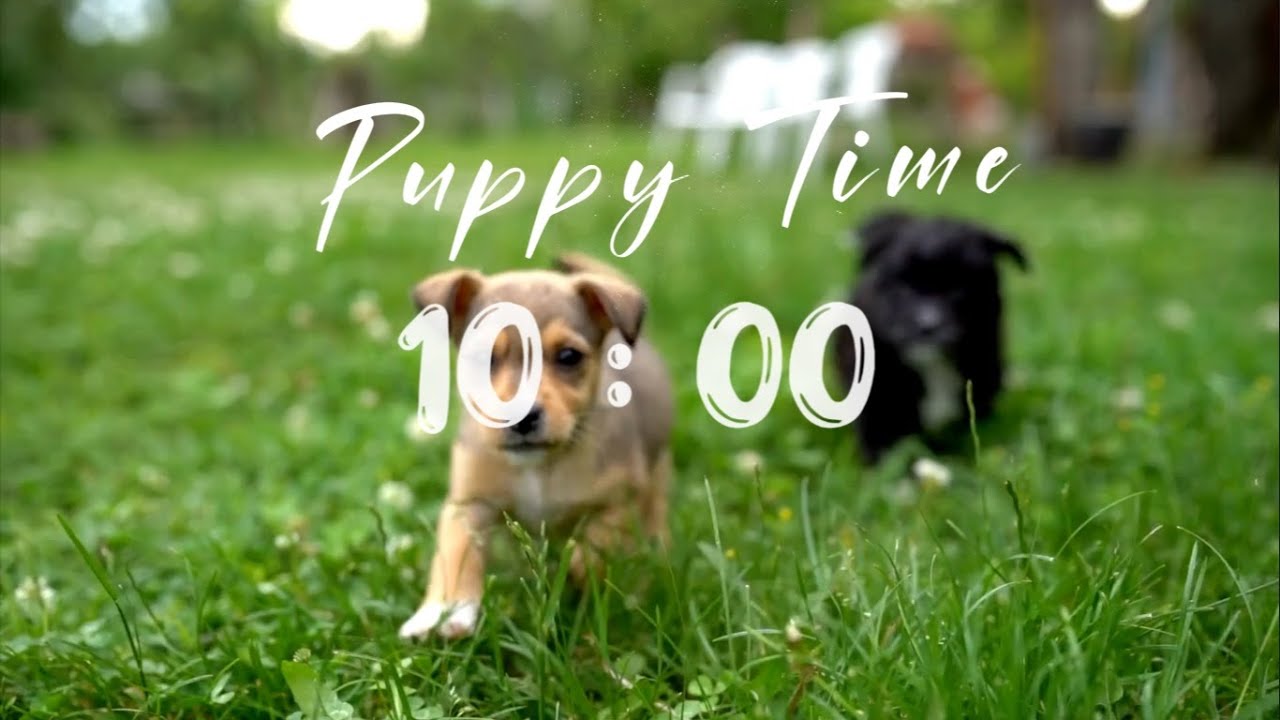 10 minutes timer of Cutest Puppies and Alarm