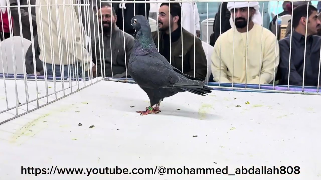 The best bird in the Kuwait show African Owl male black