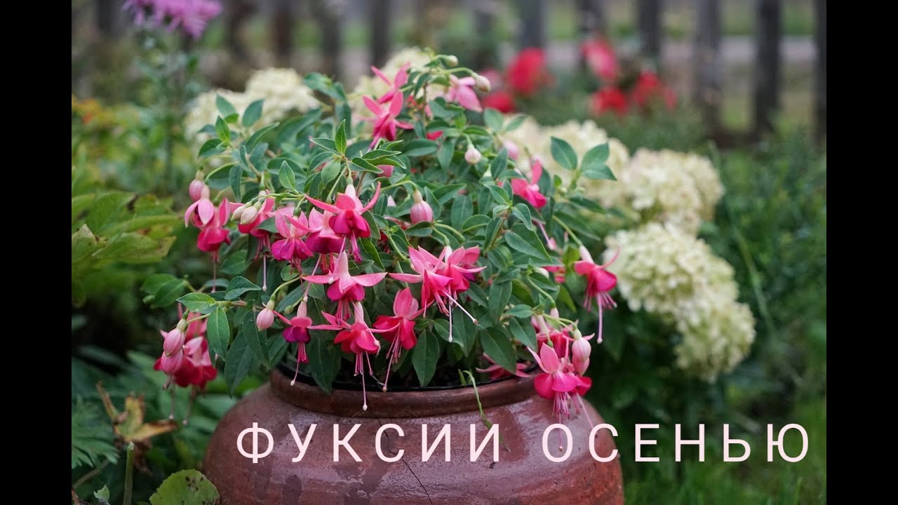 Фуксии осенью. Что делаю?