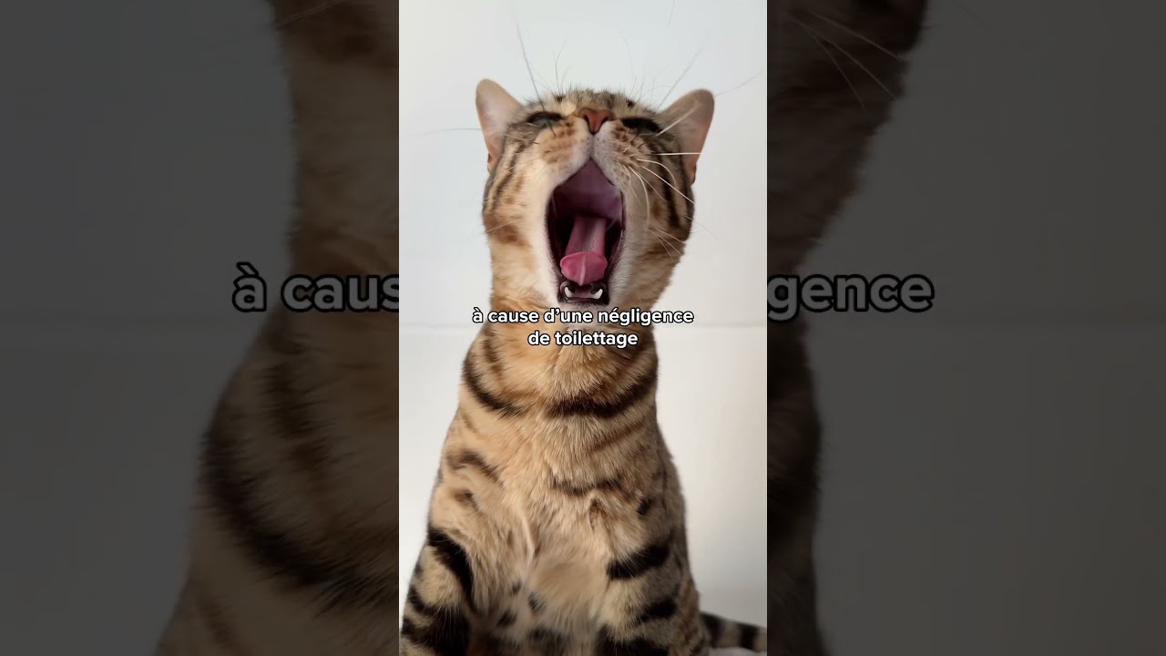 7 signes que ton chat est tr&egrave;s malheureux 😿😱 #chat #shorts