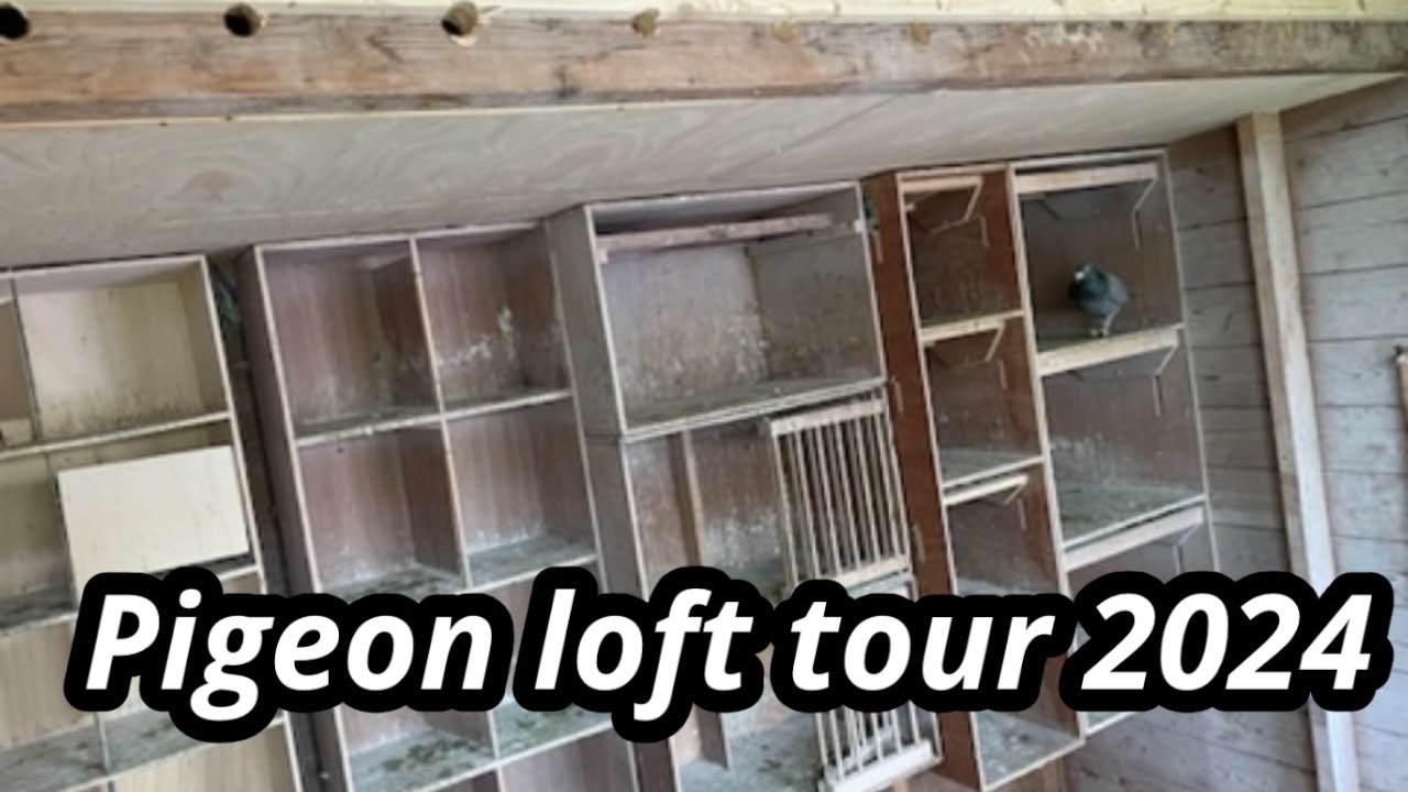 My pigeon loft tour 2024 complete setup and organization