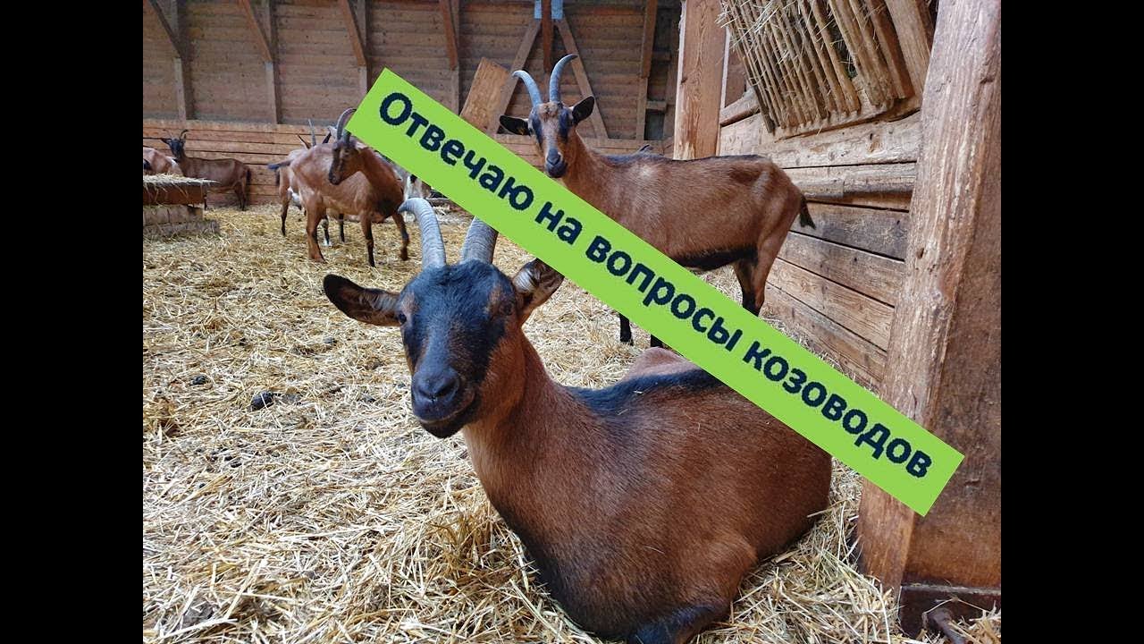 Коза не покрывается//Удои и жирность молока//Ответы на комментарии  №7
