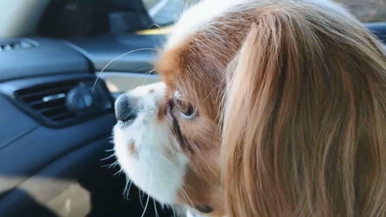 Boujee waiting with Mom in the car for Dad. 😂