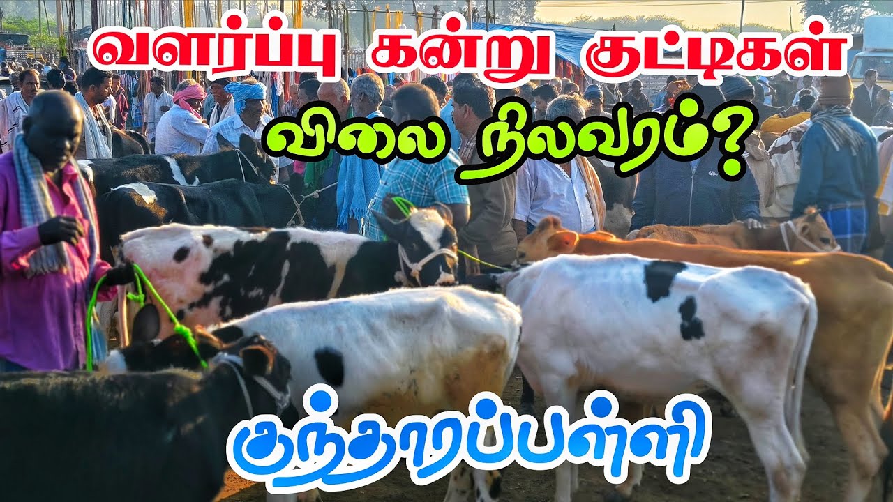 வளர்ப்பு கன்று குட்டிகள் விலை நிலவரம் எப்படி? கிருஷ்ணகிரி மாவட்டம் குந்தாரப்பள்ளி 