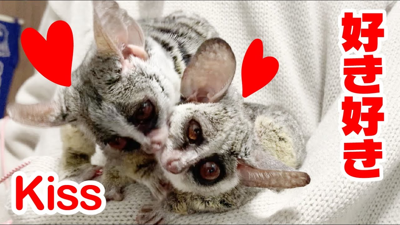 好き好き攻撃がしつこすぎて、とんでもない展開に… Grooming to dear girlfriend お猿のピザトル