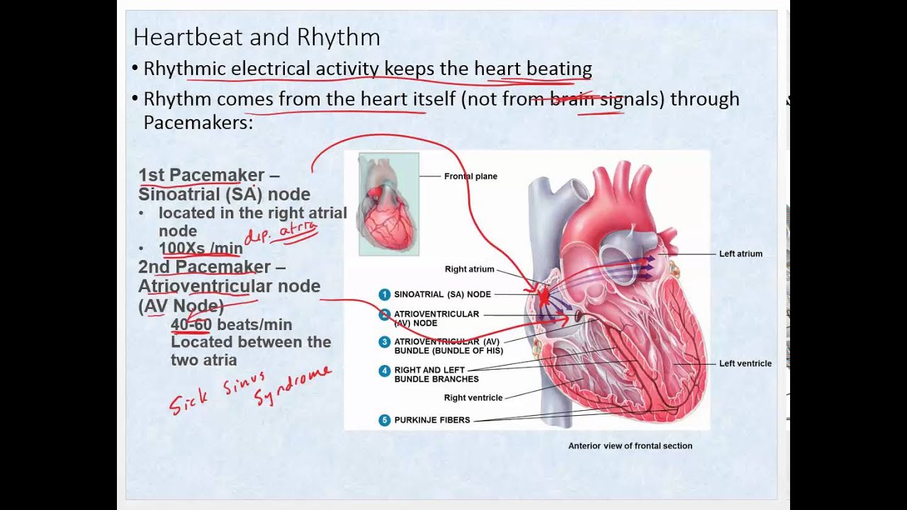 Chapter 14   Part 2   Electrical and Contractile Properites
