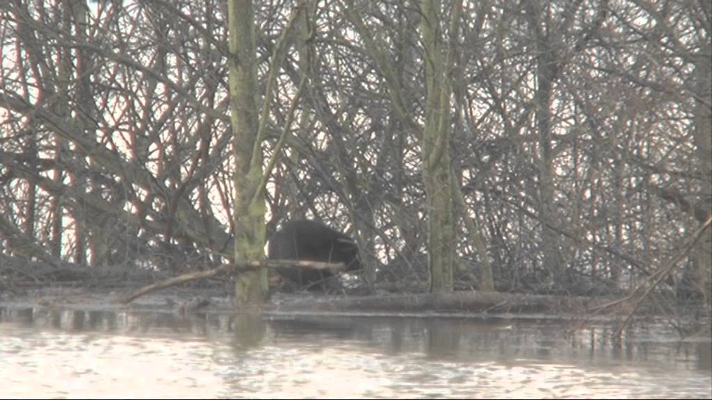 Trailer: Het leven van de BEVER