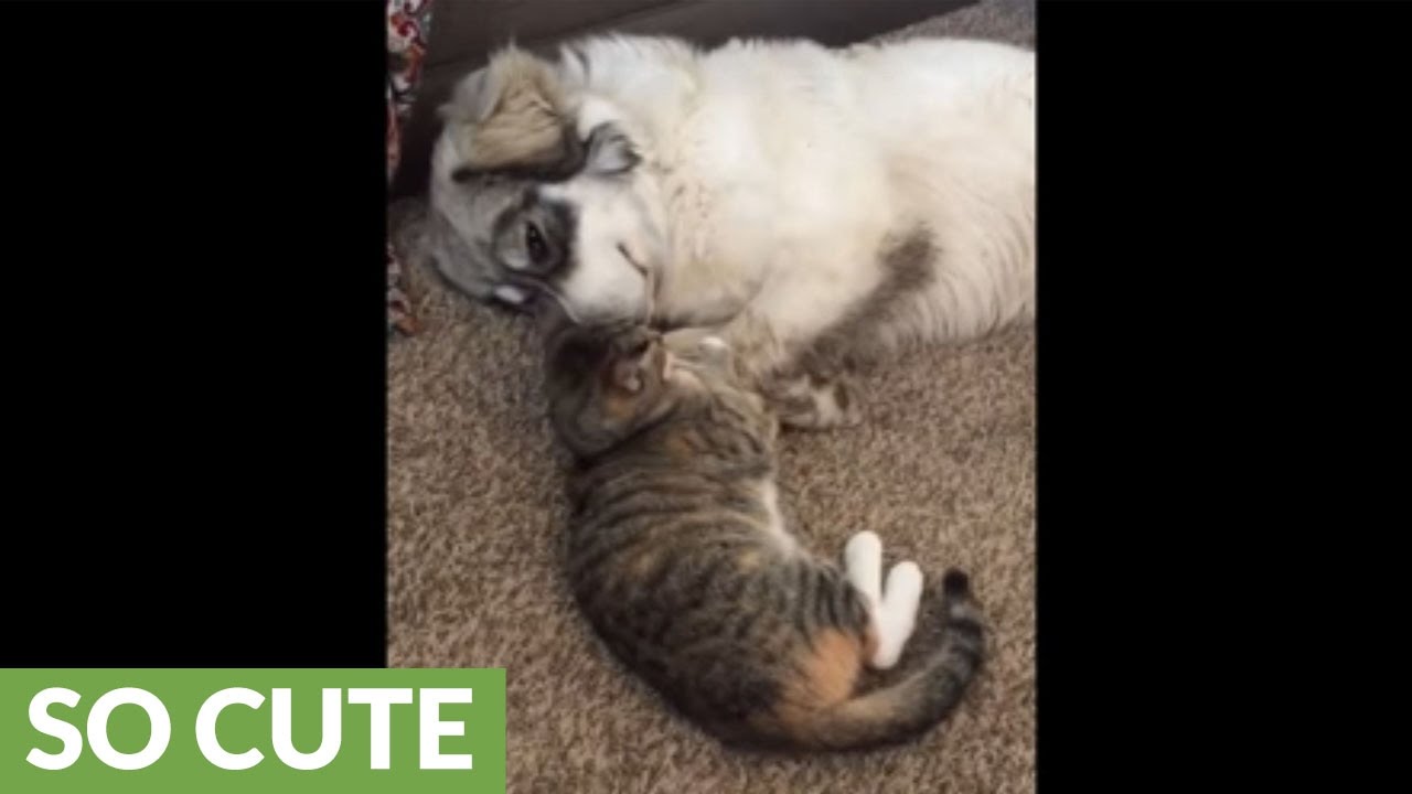 Overly-affectionate cat wins heart of every dog she meets
