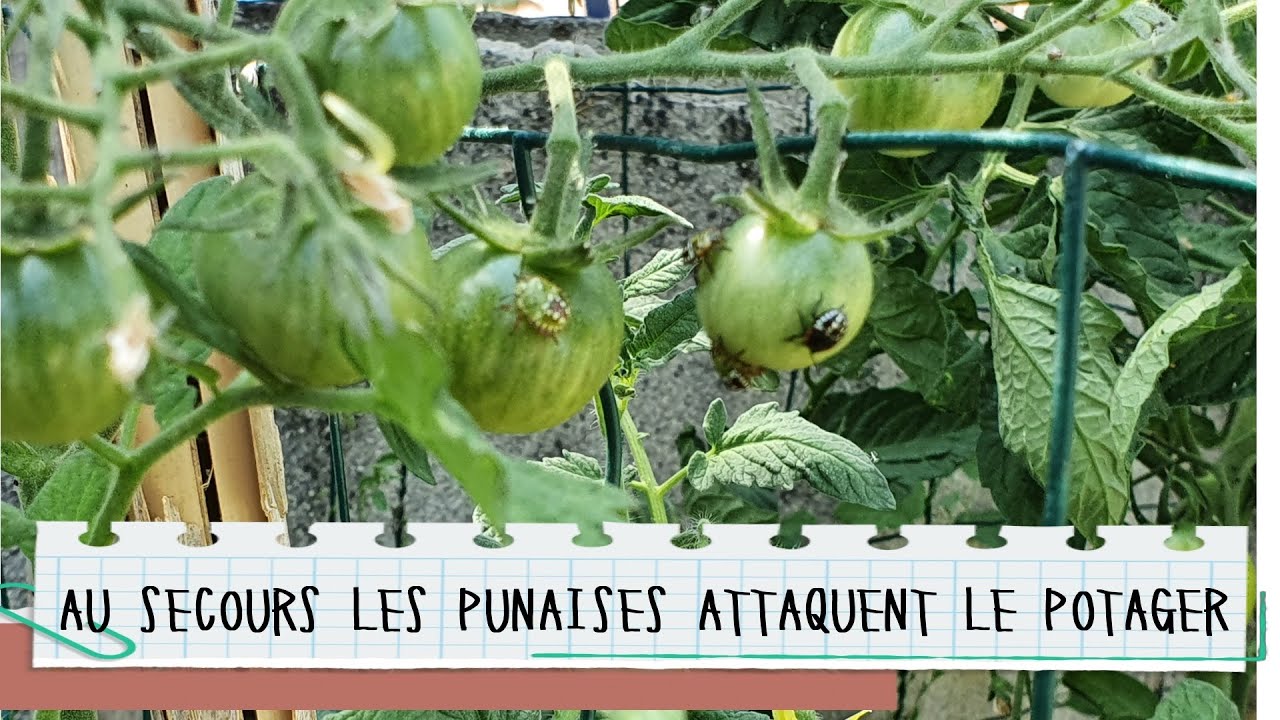 AU SECOURS LES PUNAISES ATTAQUENT LE POTAGER MI JUIN