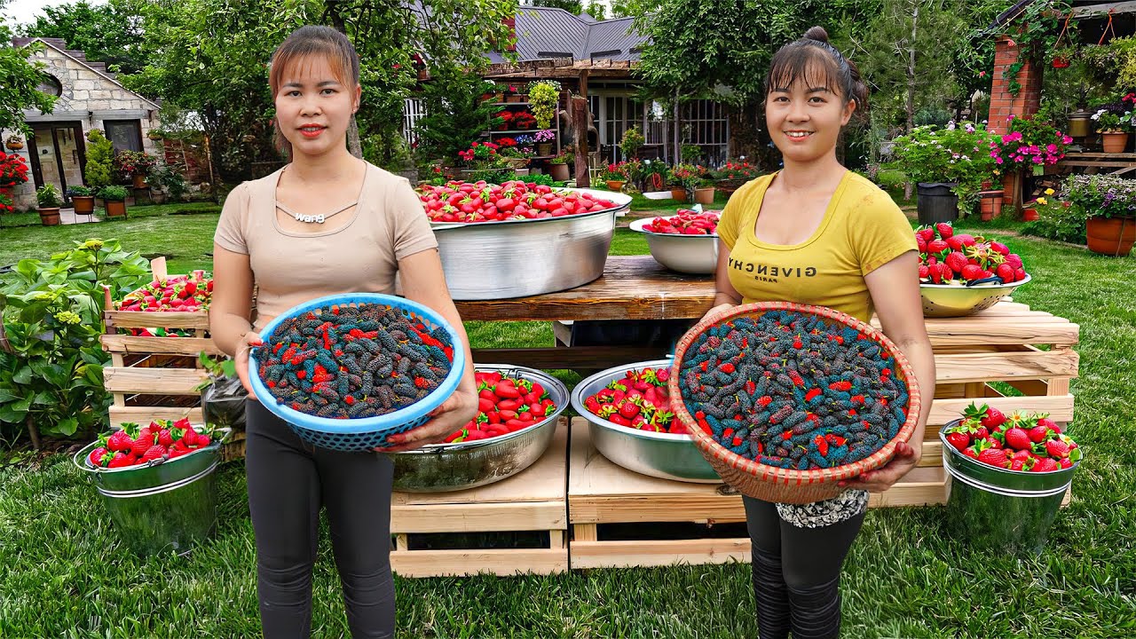 Harvest Strawberry Goes To Market Sell - Make Strawberry Syrup | Phuong Daily Harvesting
