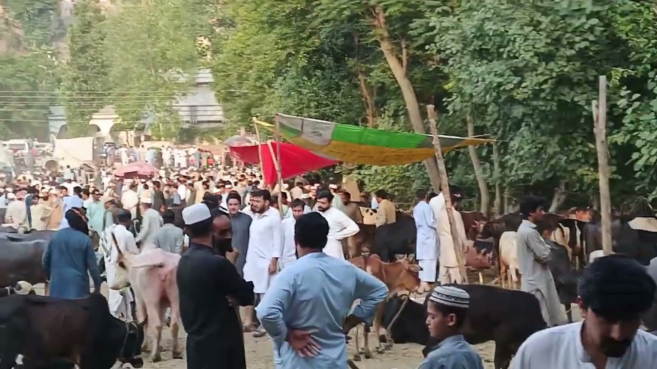 Mandi 2024#eid #qurbanistatus
