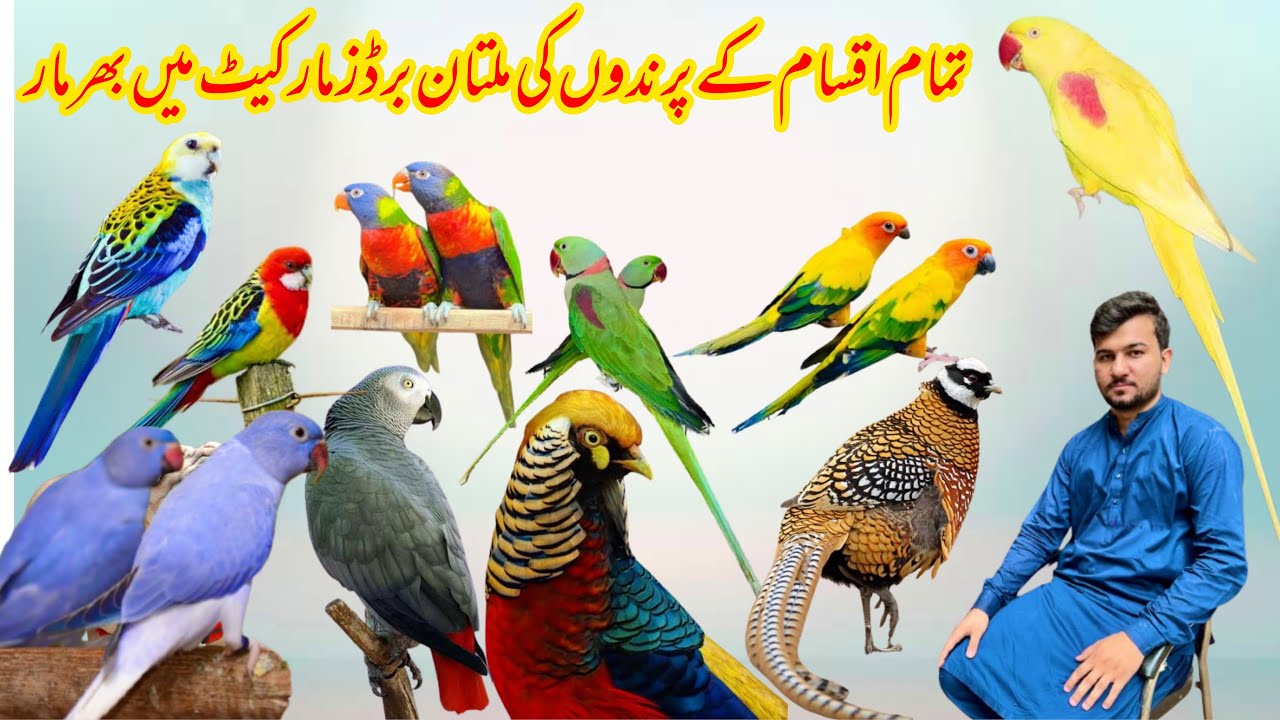 Multan Sunday Birds Rasheedabad 22 September 2024 part 3