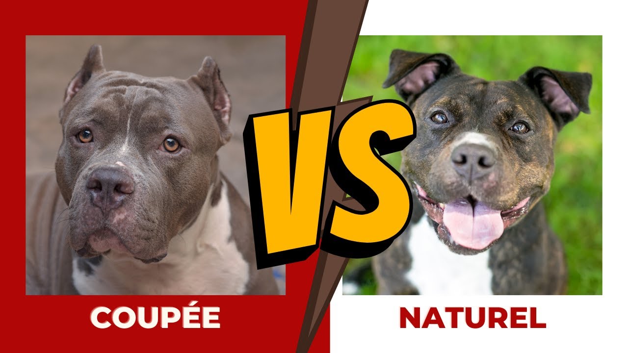 Coupure d'oreille de Pitbull : Choix esthétique ou norme de la race? L'avis des vétérinaires.