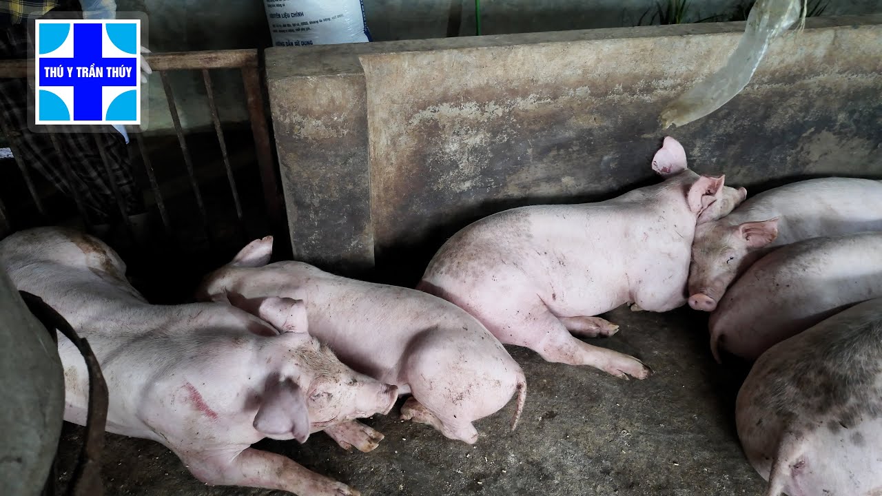 Dấu hiệu nhận biết đàn lợn bị bệnh và phác đồ điều trị