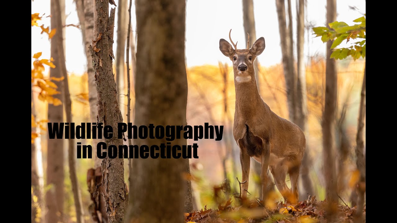 Wildlife Photography in Connecticut