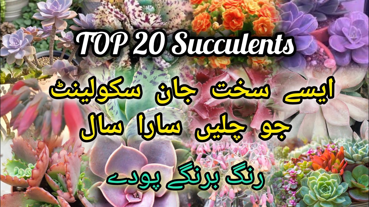 Top 20 Hardly Succulent | Low Maintenance Succulent | Succulent Grow From Cutting 