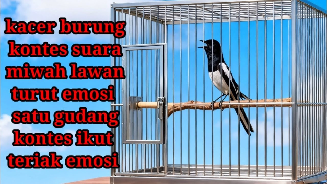 pancingan suara Kacer buat burung pemalas bunyi