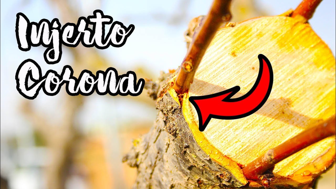 Cómo HACER Un INJERTO De CORONA o Corteza En Un Árbol FRUTAL  Muy Fácil ( Paso a Paso )