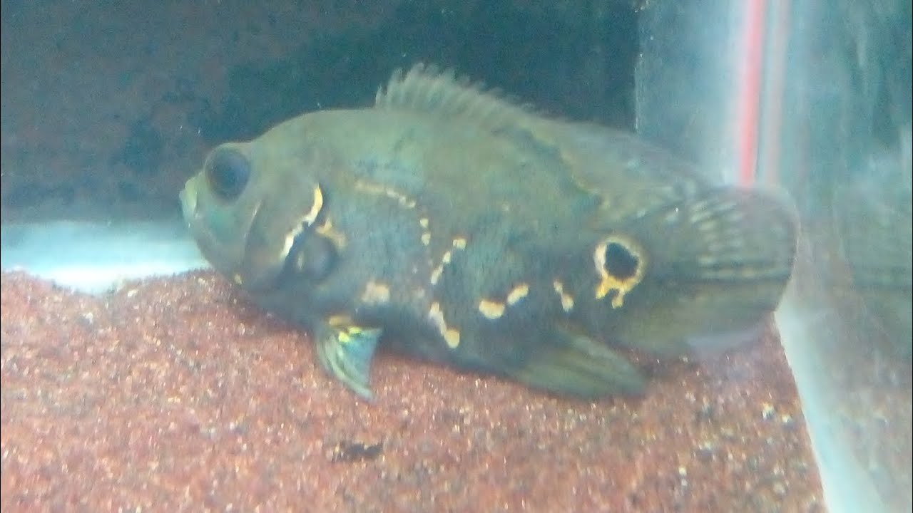 ඔස්කා දෙන්නයි ටෑන්ක් එකයි