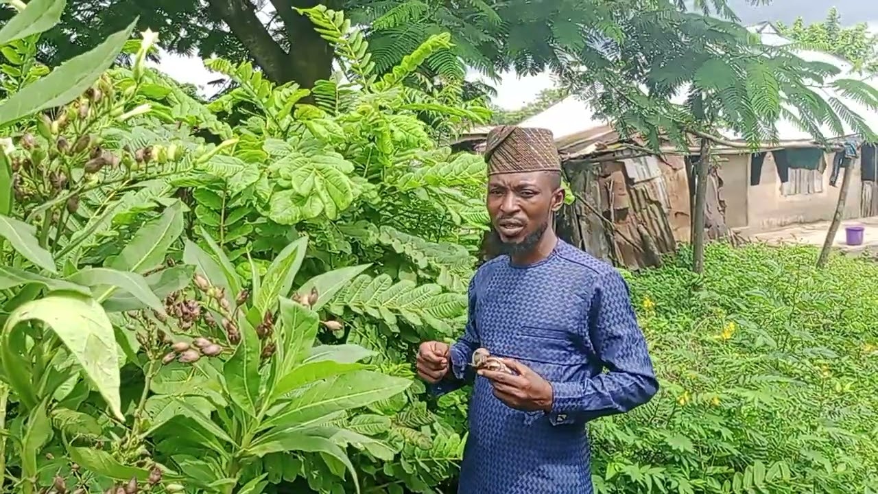 solution to dysentery ( tapa tabi igbe eje) for more videos please share like and comment